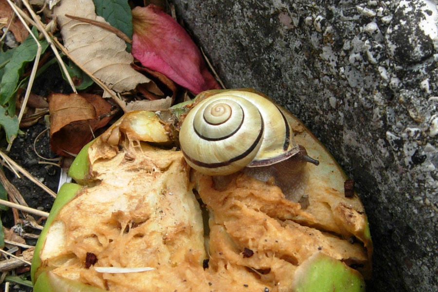 Tutte Cepaea nemoralis?